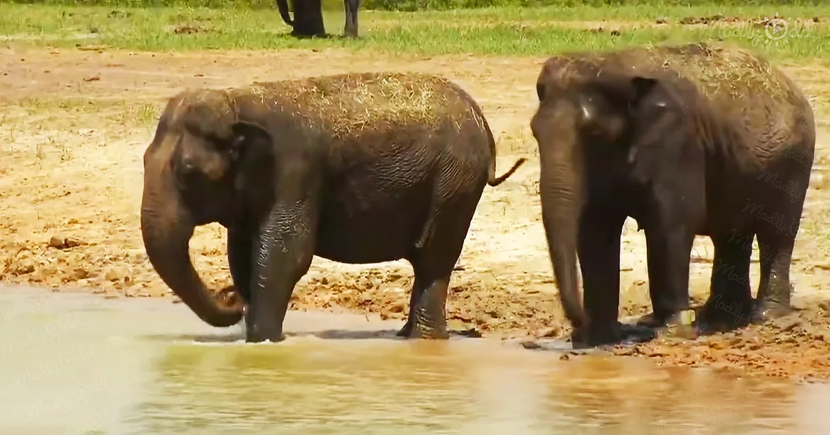 Retired Circus Elephants Enjoy Immense New Home in Florida