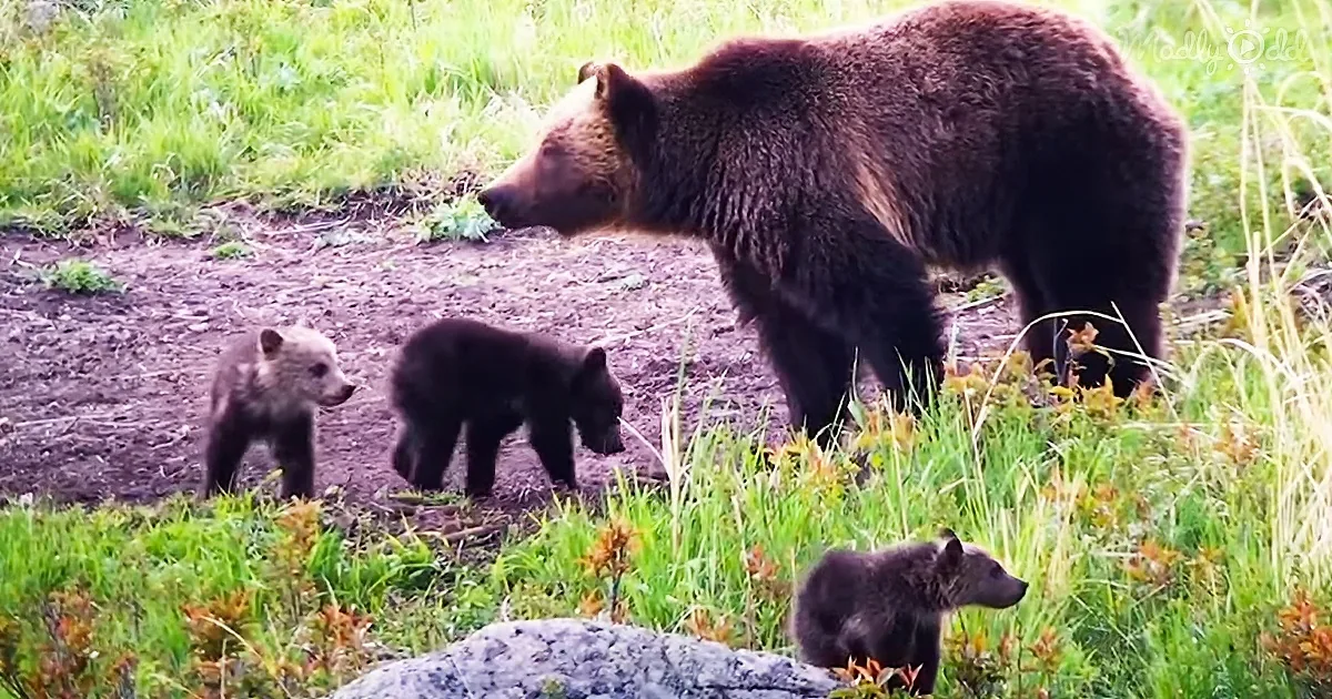 Young Bear Brothers Growing up in Yellowstone National Park