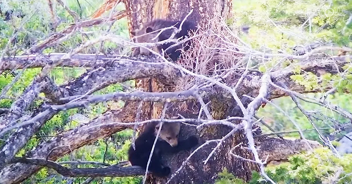 Yellowstone videos capture bear family over three years of life