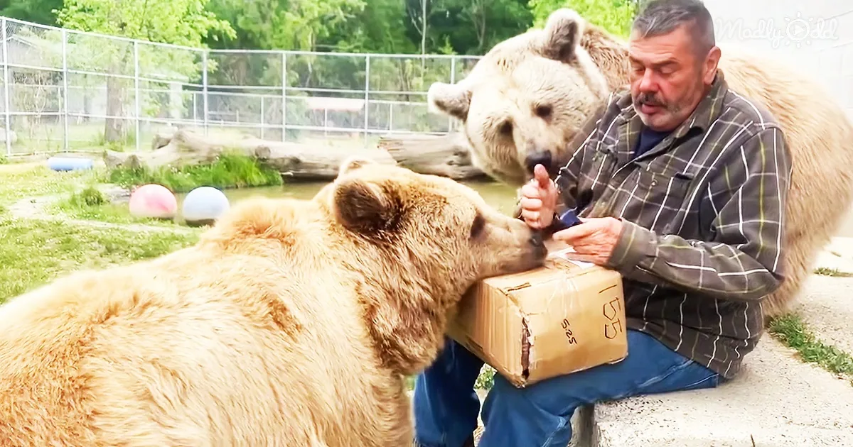 Adorable Bears Help Their Dad Jim Open a Box of Donations
