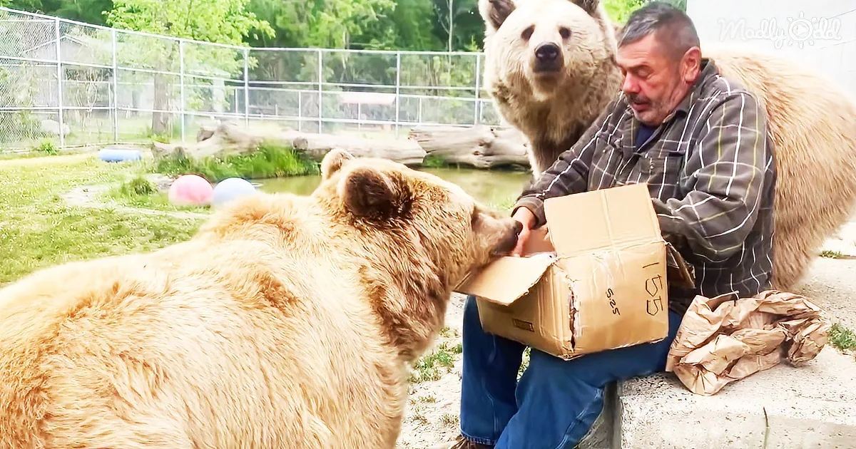 Orphaned bears play with caretaker in adorable video