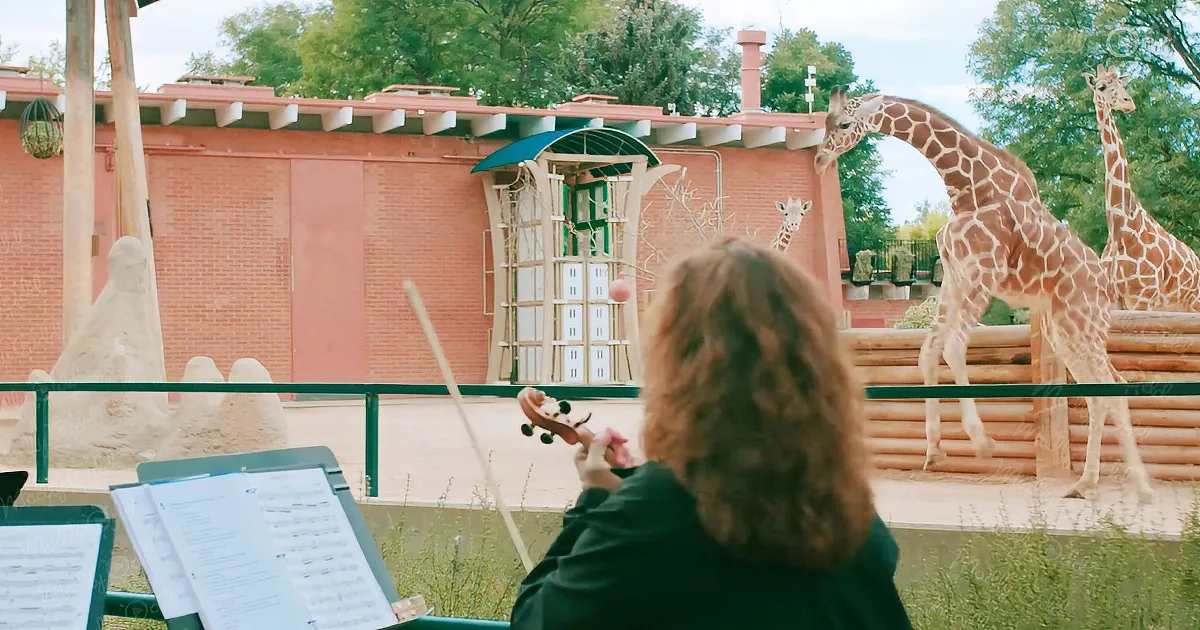 Happy giraffes dance to sound of Colorado Symphony performance