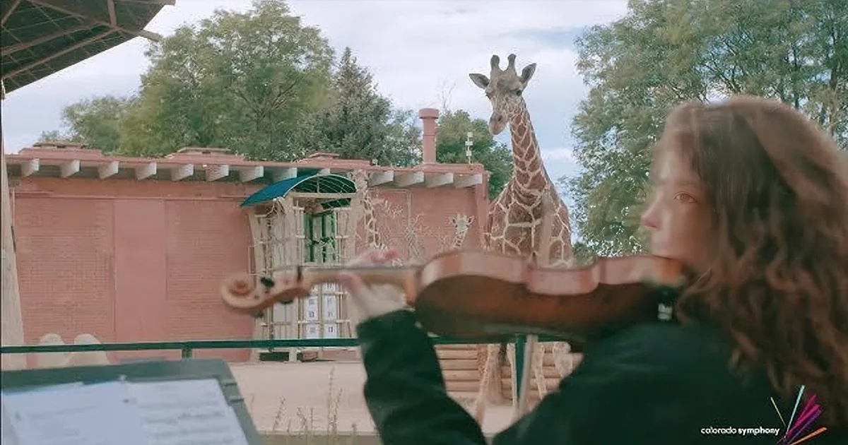 A man in a black shirt plays a violin near a giraffe behind a fence at a zoo.