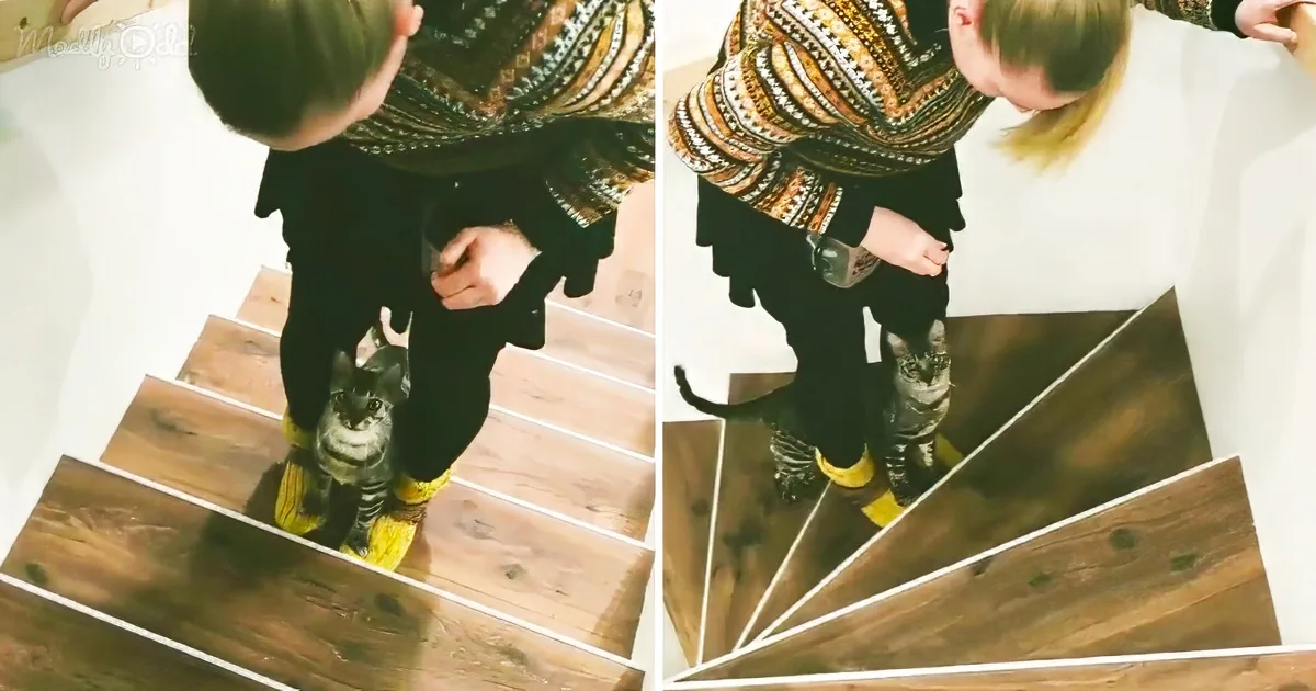 Cat learns to climb stairs on their human’s feet