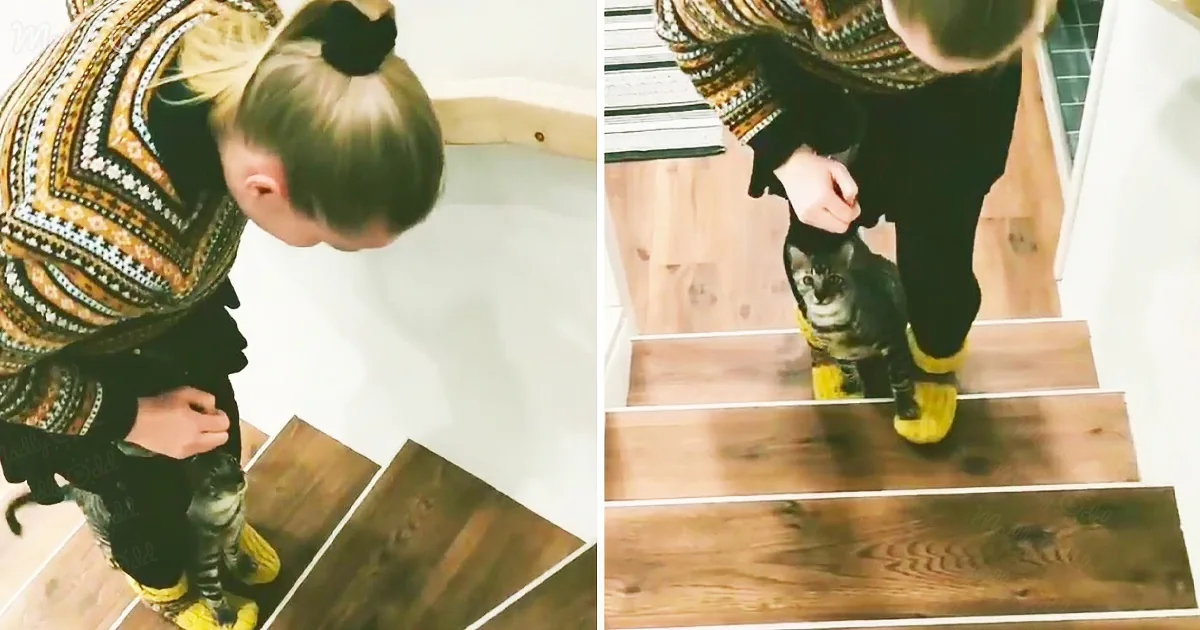 A person helps a cat wearing yellow boots walk down a wooden staircase.