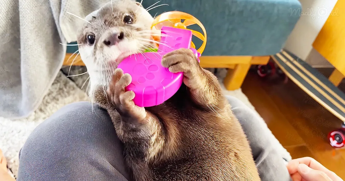 Adorable Otters Can't Stop Playing With Flying Propeller Toy