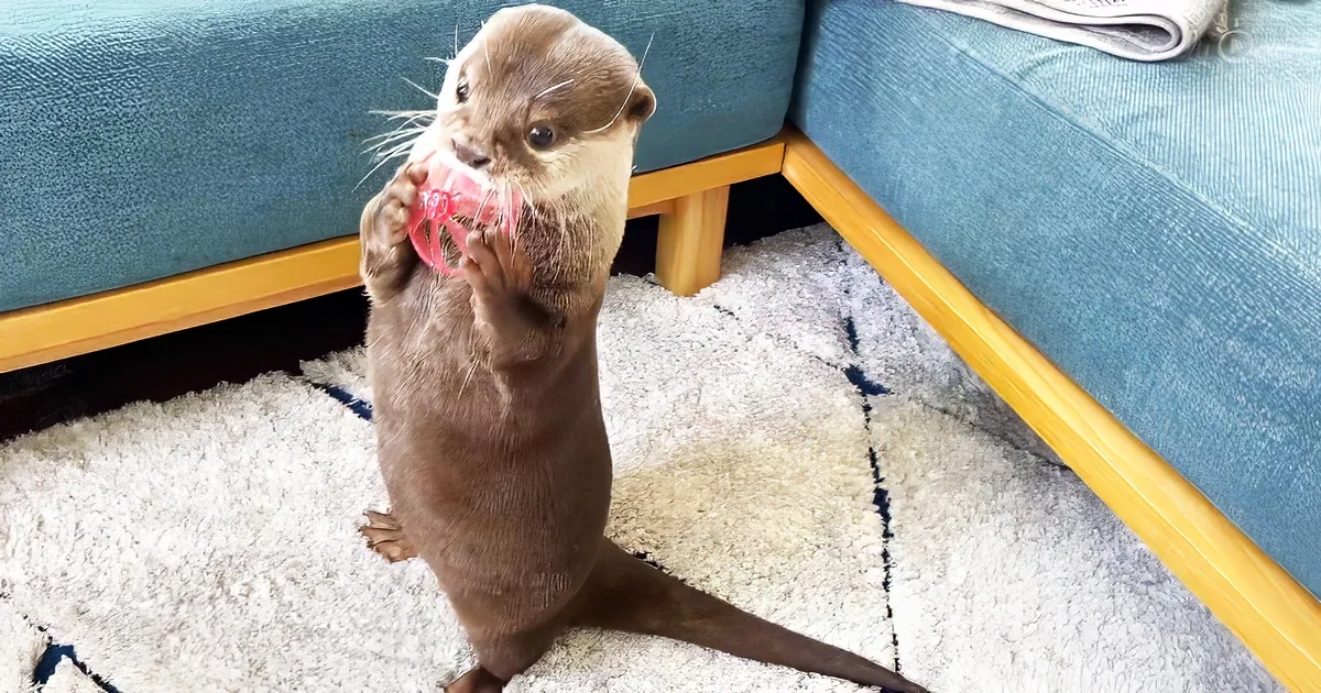 Sweet otter is addicted to playing with flying propeller toy