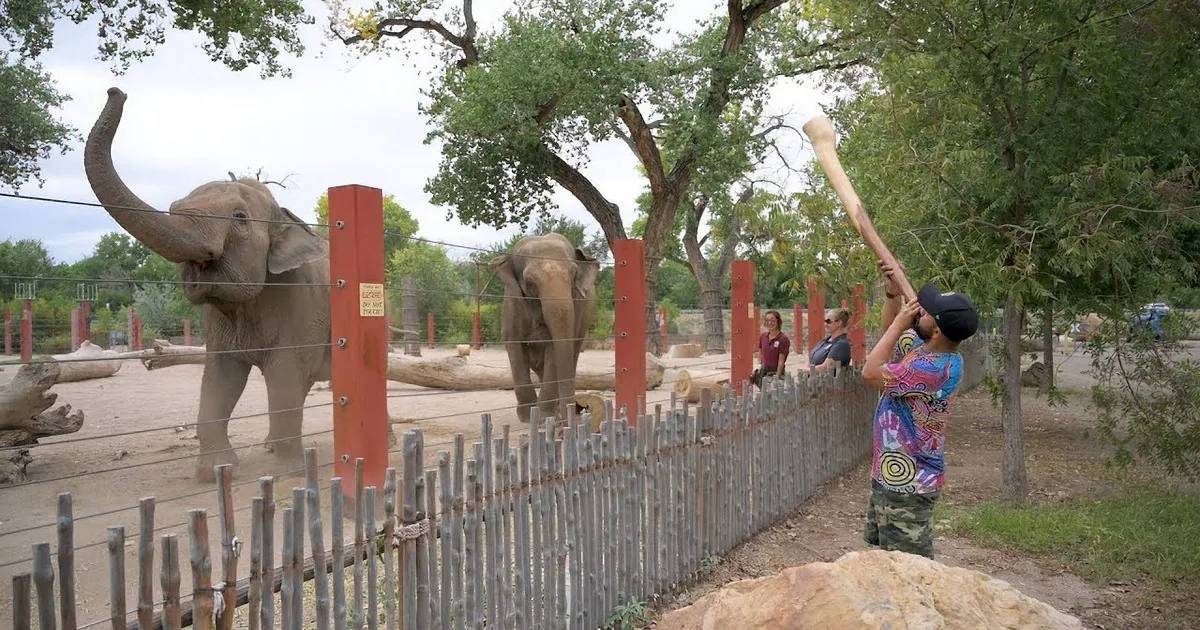 Elephants Dance Joyfully to a Didgeridoo Performance