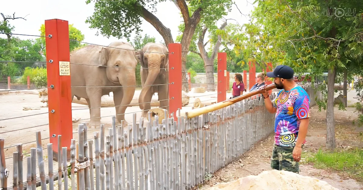 Two elephants cheer for the man playing the didgeridoo for them