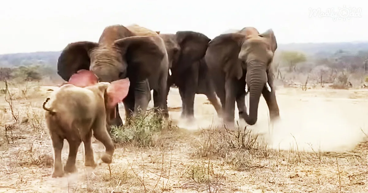 Albino Baby Elephant Khanyisa's Emotional Greeting by the Jabulani Herd