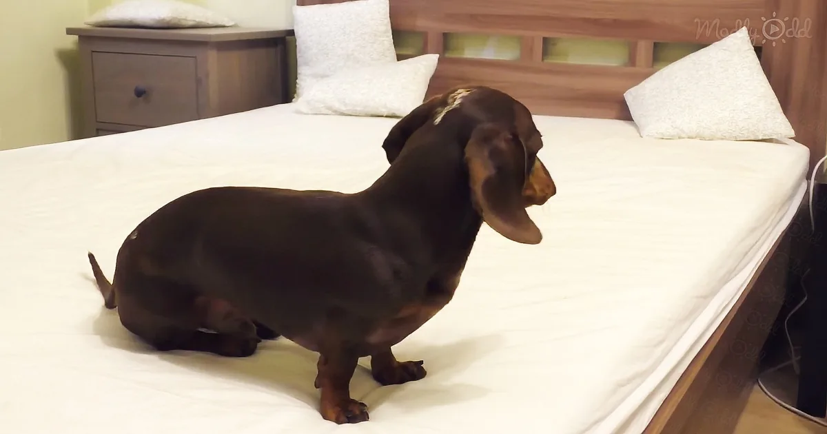 Adorable Mr pepper on bed for the first time
