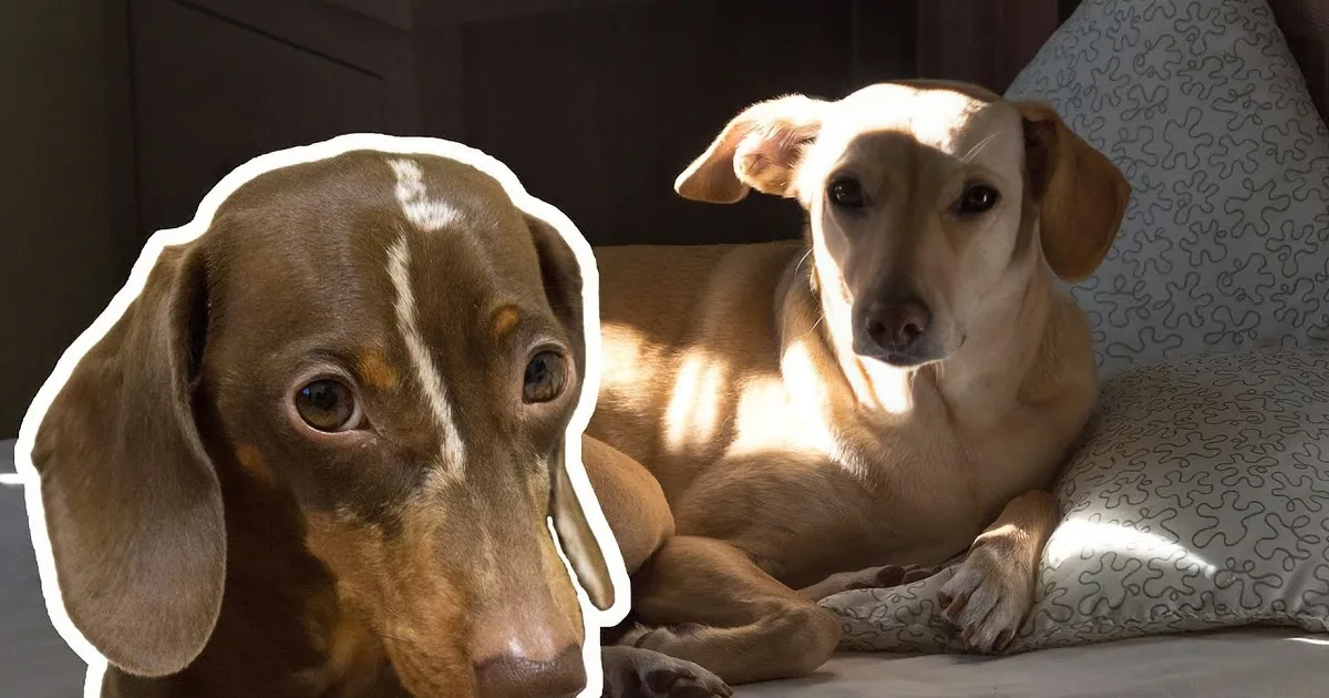 A tan dog lies on a bed, while a smaller brown dog sits nearby, both in a cozy bedroom setting.