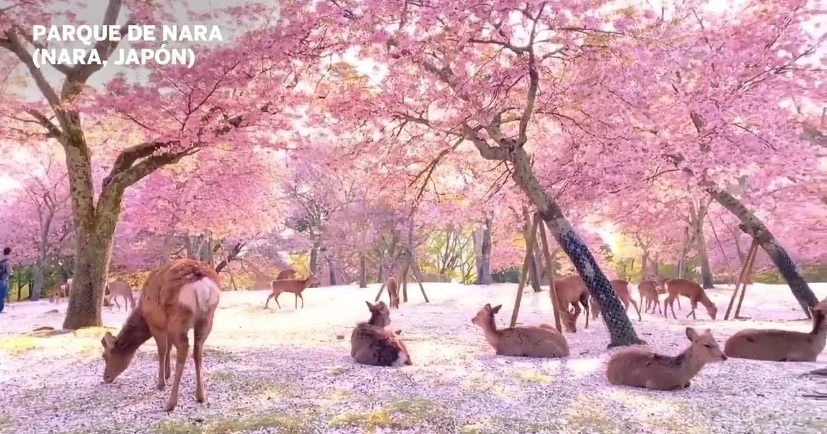 Deer Enjoy Their Home Without Disturbance From Tourists