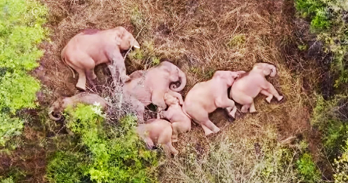 Drone Footage of a Herd of Elephants Napping After Long Trek