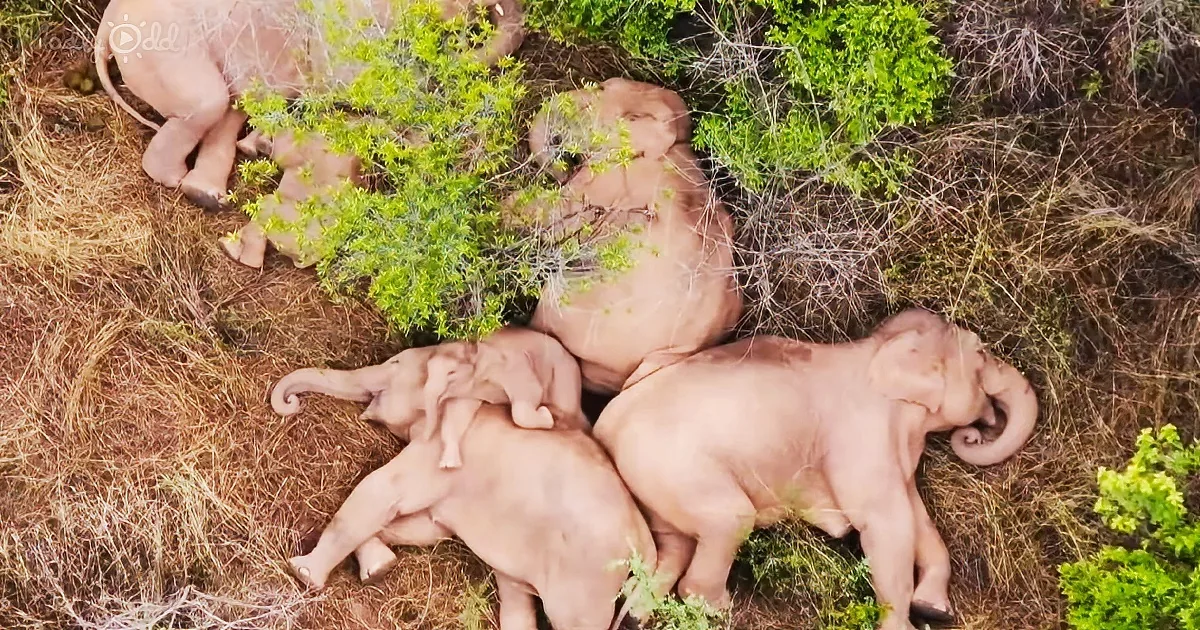 Family of Asian elephants rests amidst their ‘journey to the North’