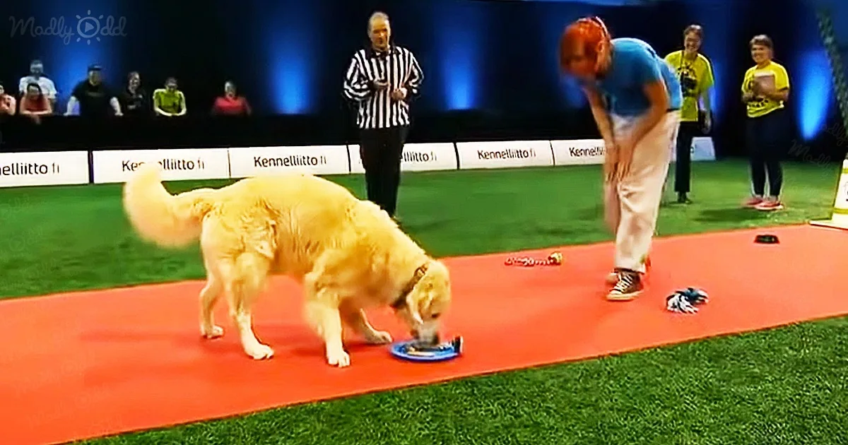 This cute golden retriever wasn’t letting any treats pass him by