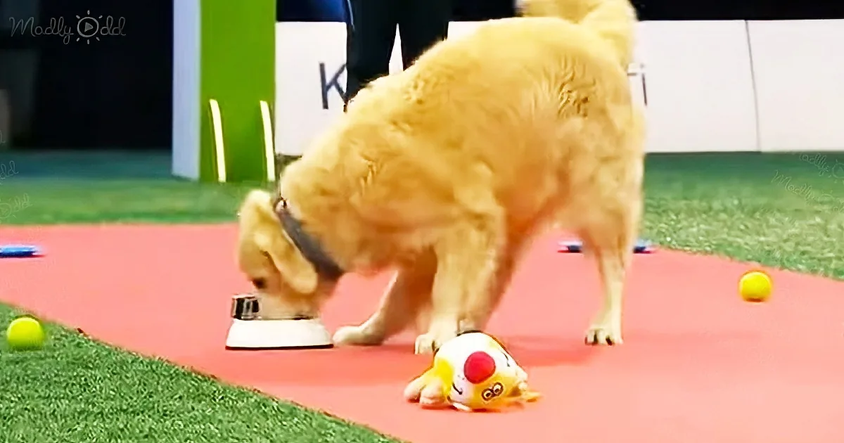 Golden Retriever Amazes Audience With Funny Antics at Dog Competition
