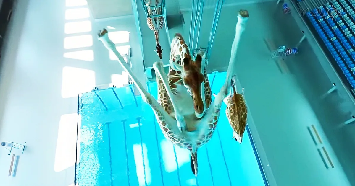 Graphic Design Company Creates Hilarious High-Diving Giraffe Video