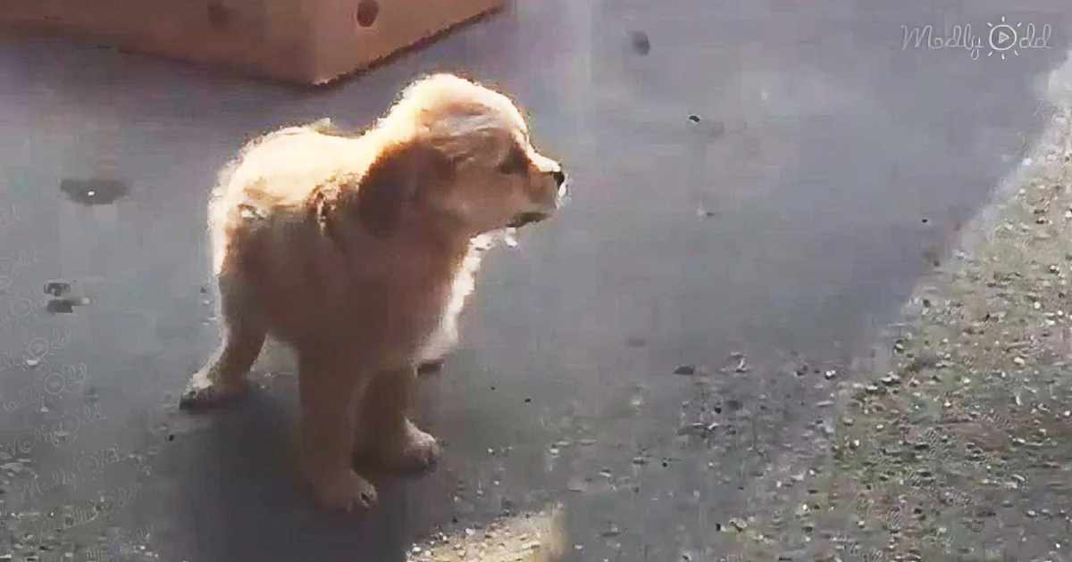 This lonely little puppy whimpers until someone comes to his rescue