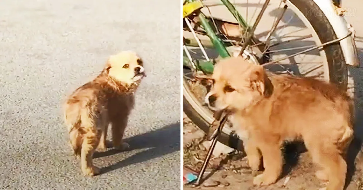 A small, light brown dog stands on a paved surface, looking alert and curious.