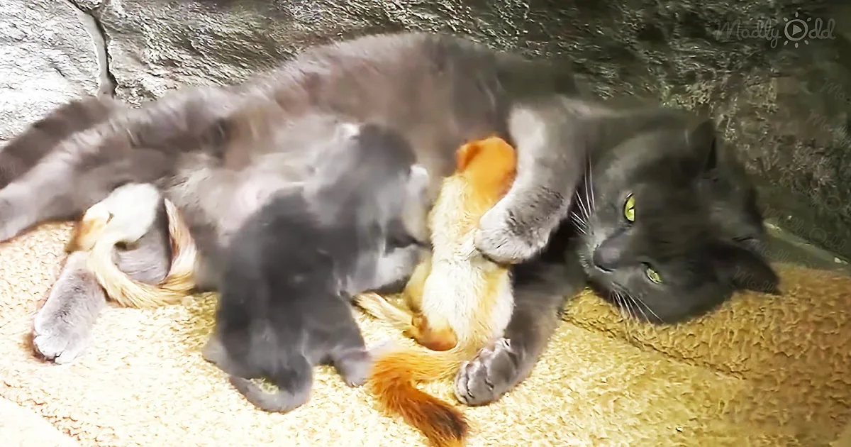Mama Cat Adopts Orphaned Baby Squirrels and Raises Them as Hers