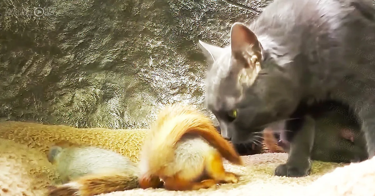 Orphaned baby squirrels adopted by a mother cat