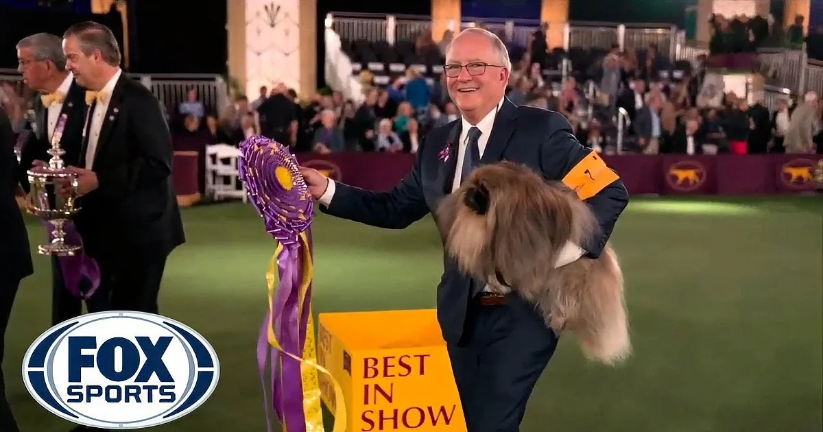 Cute Pekingese Dog Wins Best in 145th Westminster Kennel Club Dog Show