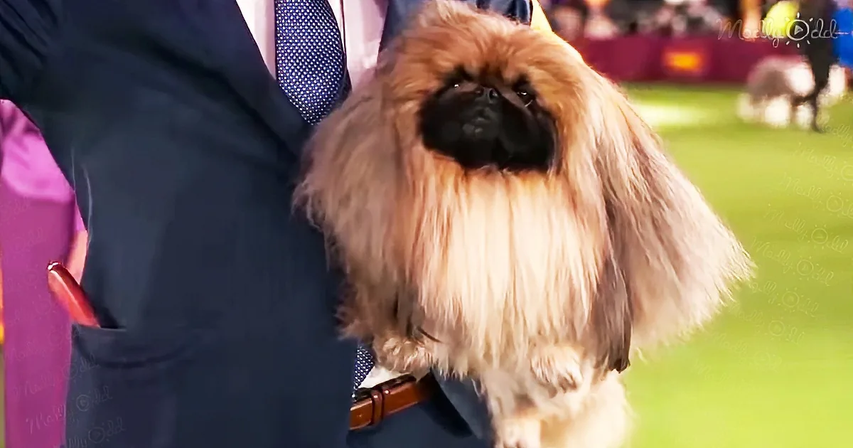 Wasabi, the tiny dog with big wins