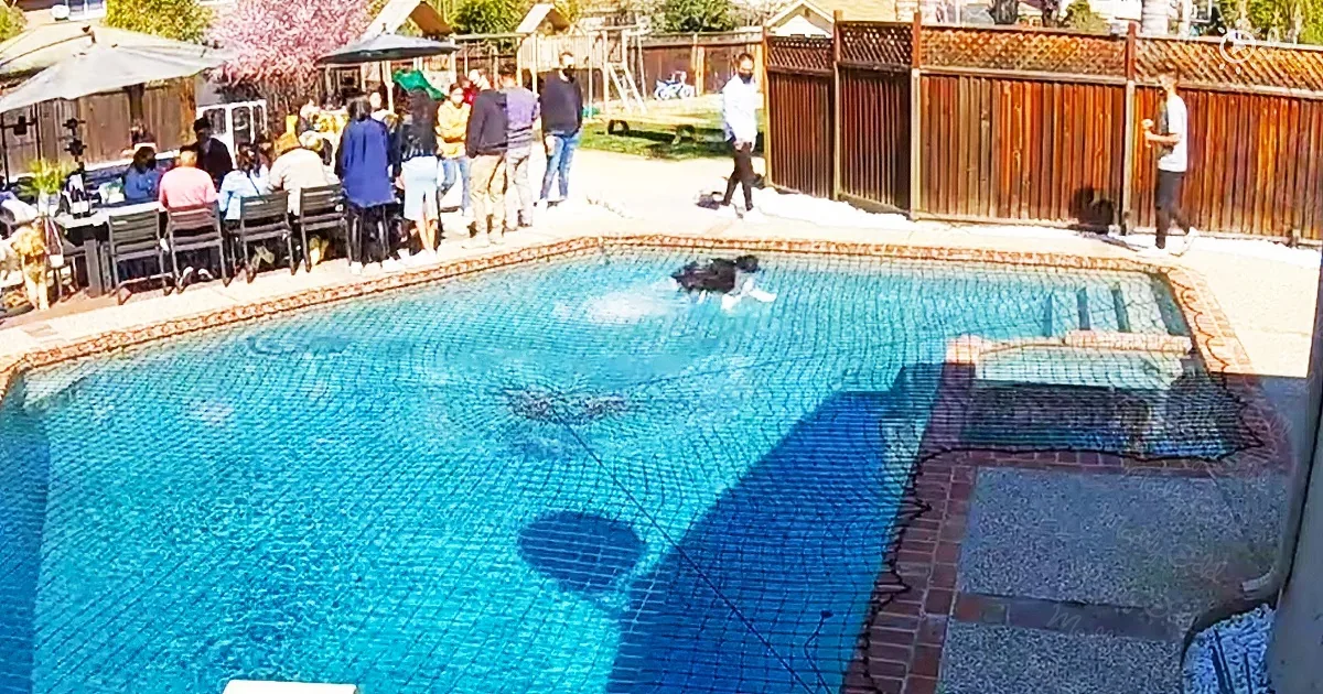 Dog Surprises People by Sprinting Over the Water
