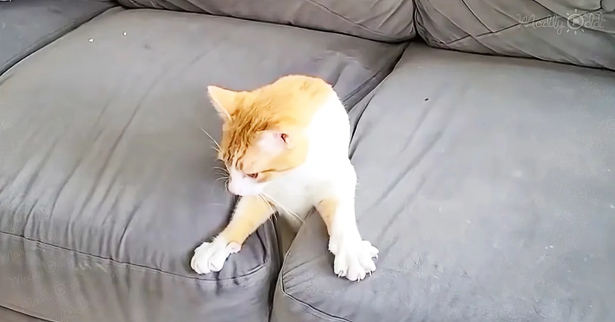Couch hilariously gives birth to a feline