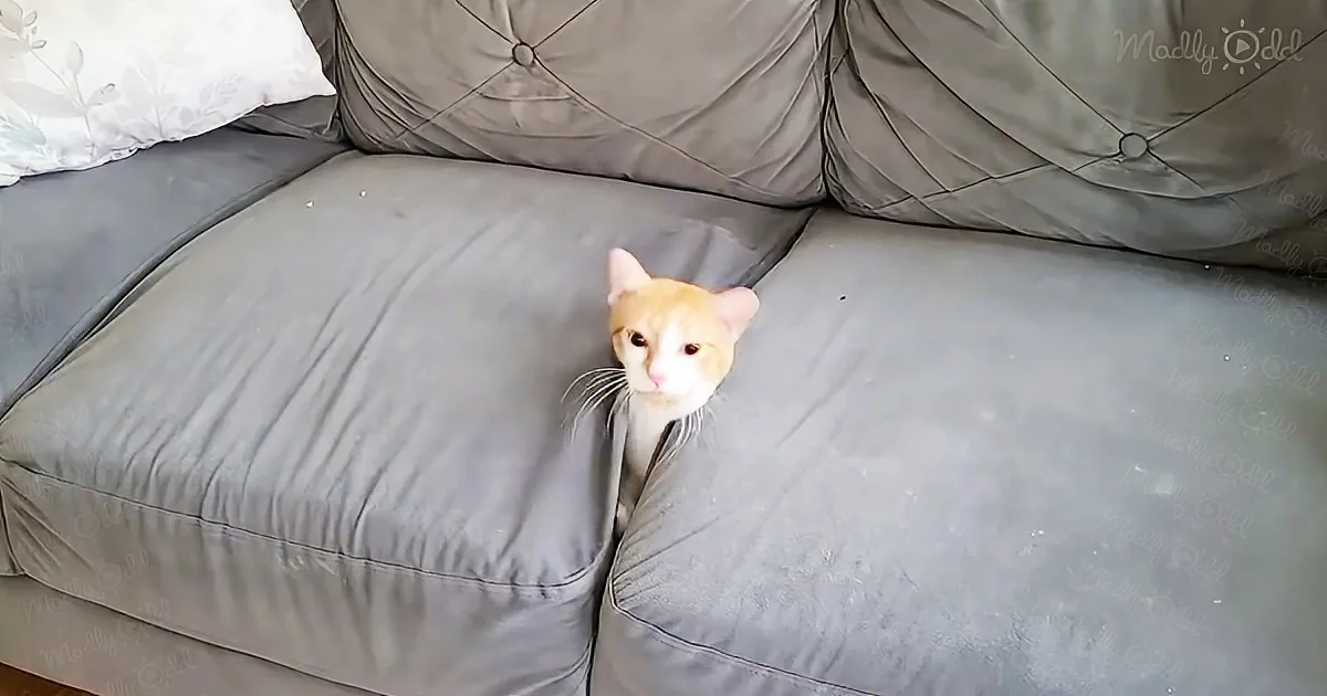 Adorable Cat Makes a Surprising Appearance From Beneath the Couch
