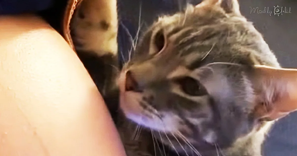 Curious feline finds out that she's having a sibling