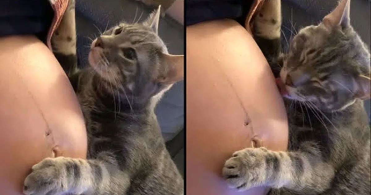 A Touching Moment Between a Pregnant Lady and Her Cat