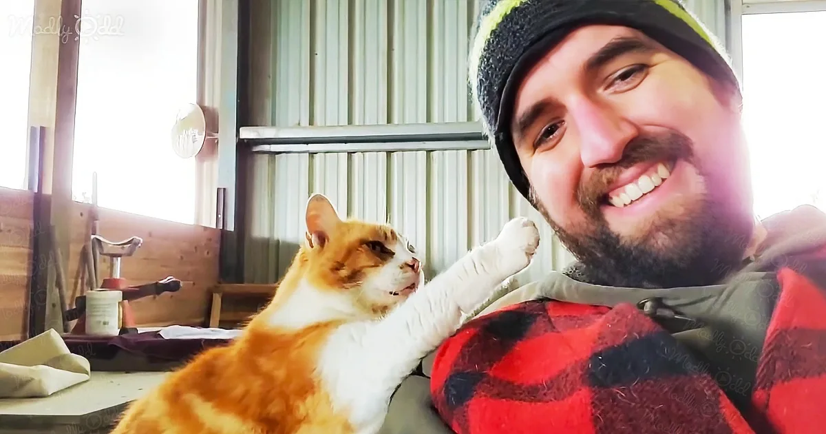 Adorable Cat Asking Her Owner's Attention