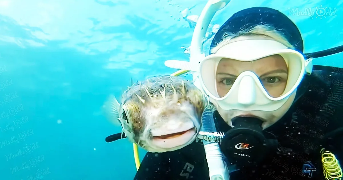 Pufferfish Loves Getting a Selfie