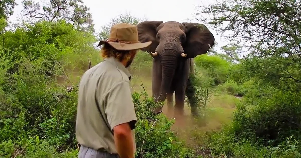 Brave Guy Effortlessly Prevents an Elephant From Charging