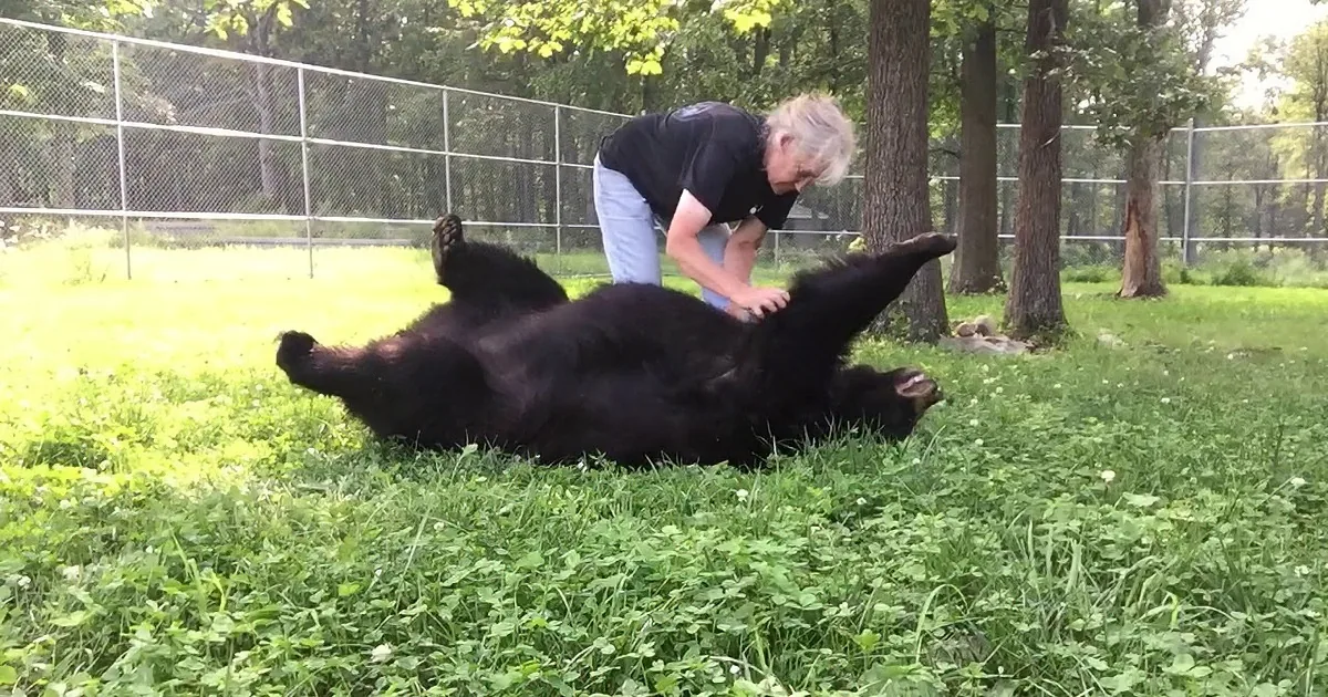 A person is petting a black bear lying on its back in a grassy area.