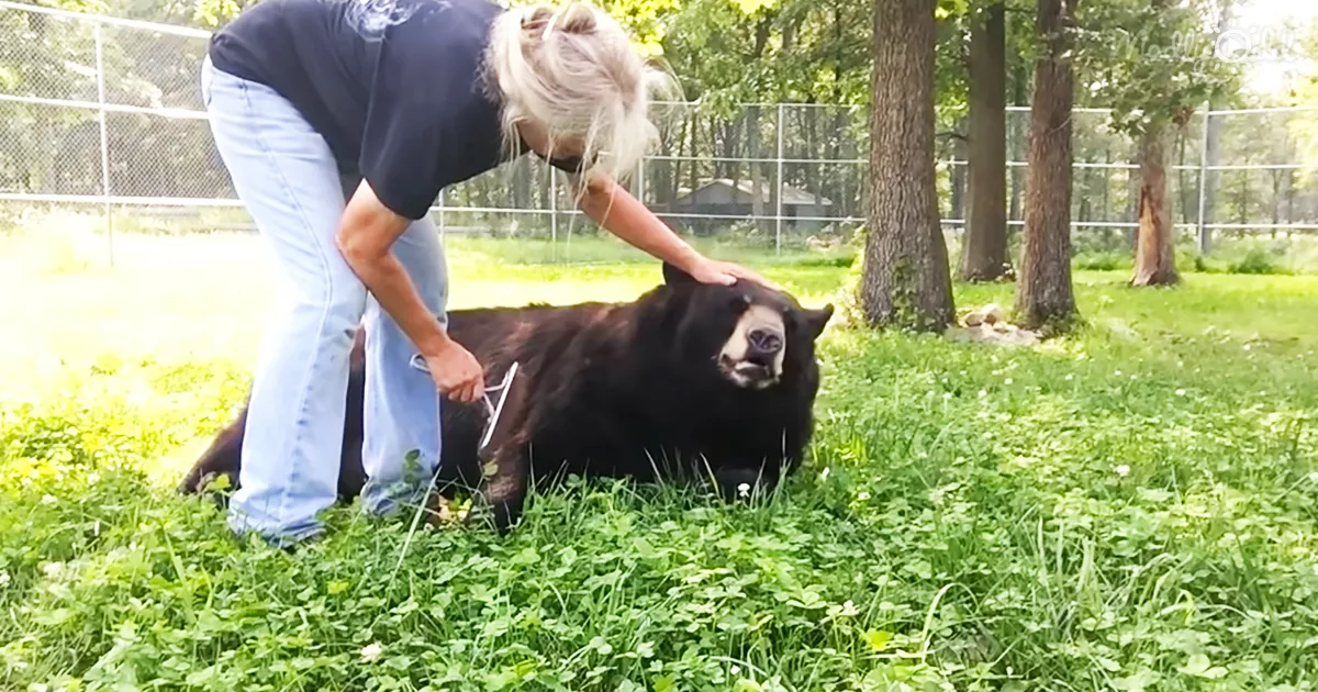 Woman brushes bear and scratches her belly every now and then