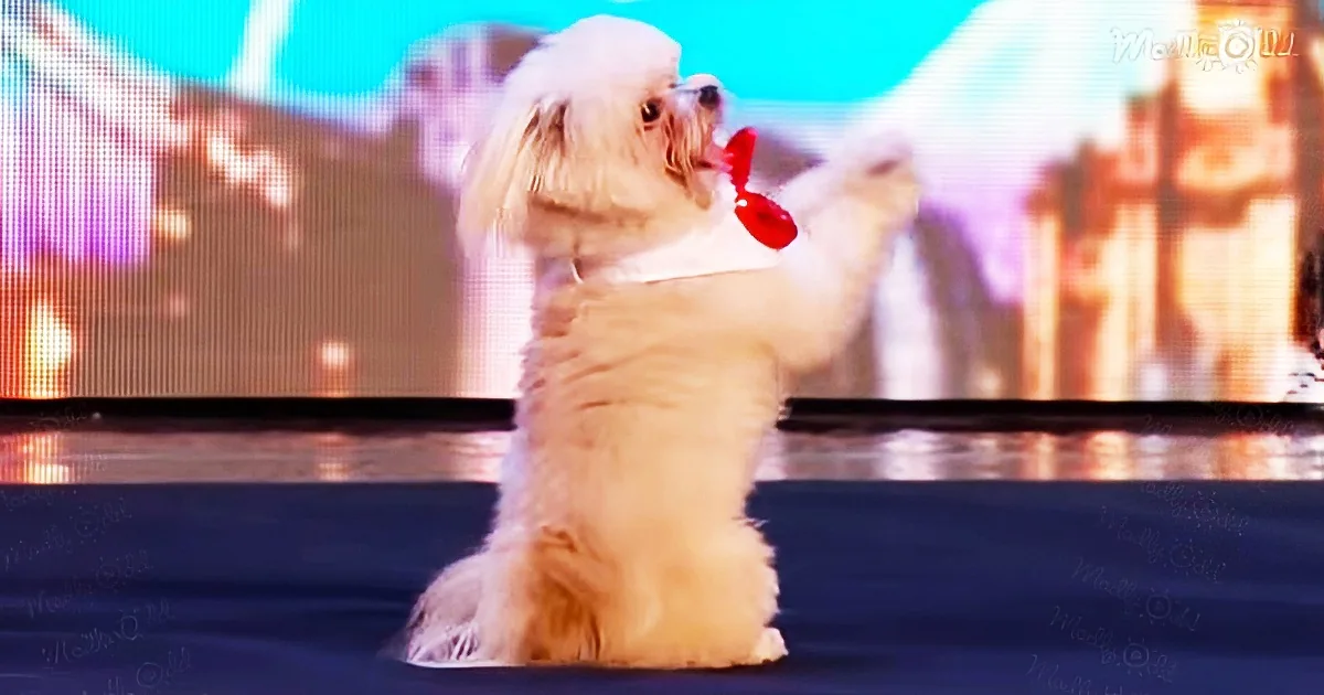 Judges of Britain's Got Talent Are Impressed by a Cute Dog