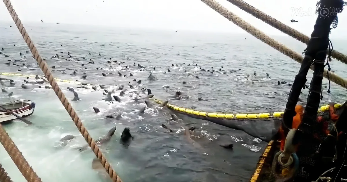 Swarm of seals invades a net full of fishes