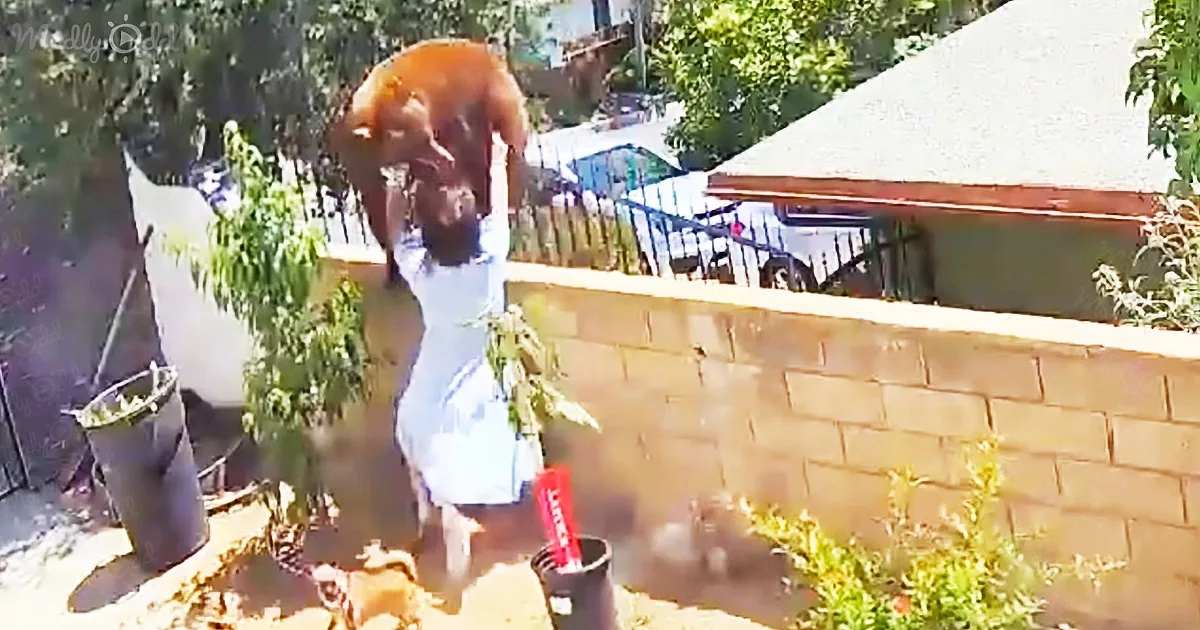 Teen Courageously Shoves Away Bear to Save Her Dogs