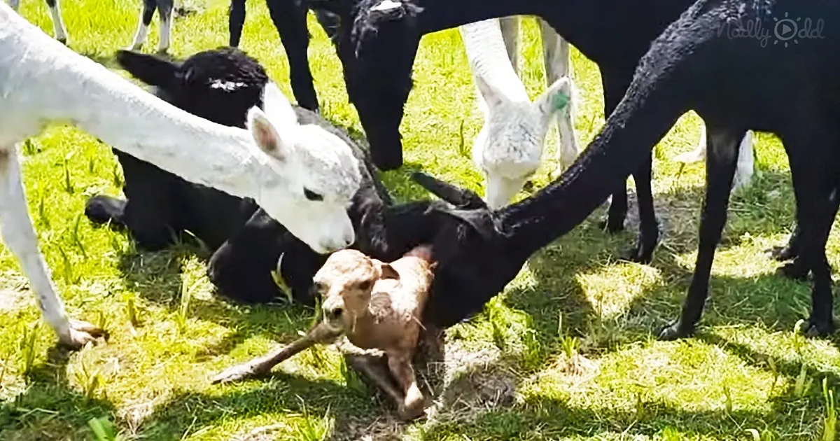 Alpaca Gives Birth to a Skinny Unusual-Looking Infant