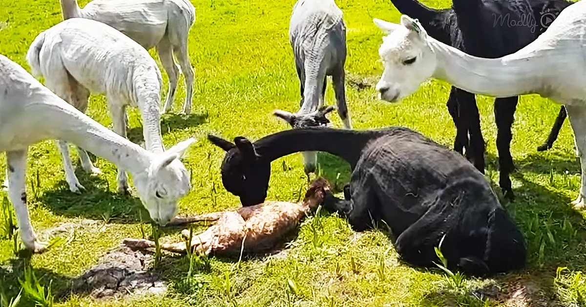 A black goat lies on its side in a grassy field, surrounded by other goats grazing.