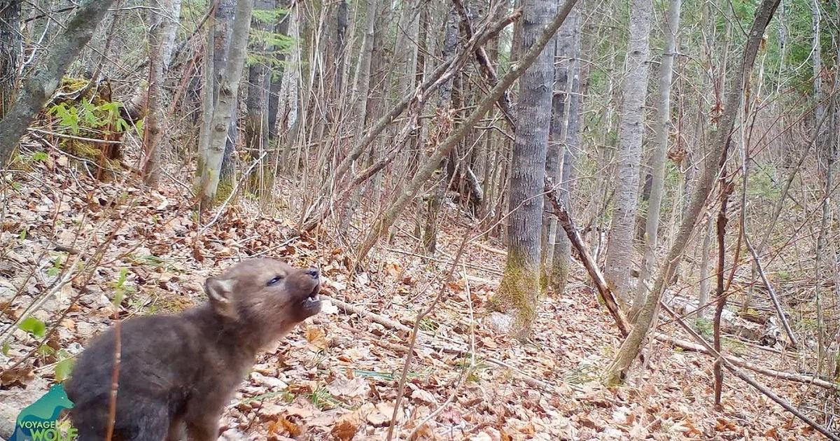 Cute Little Wolf Pup Howls for First Time