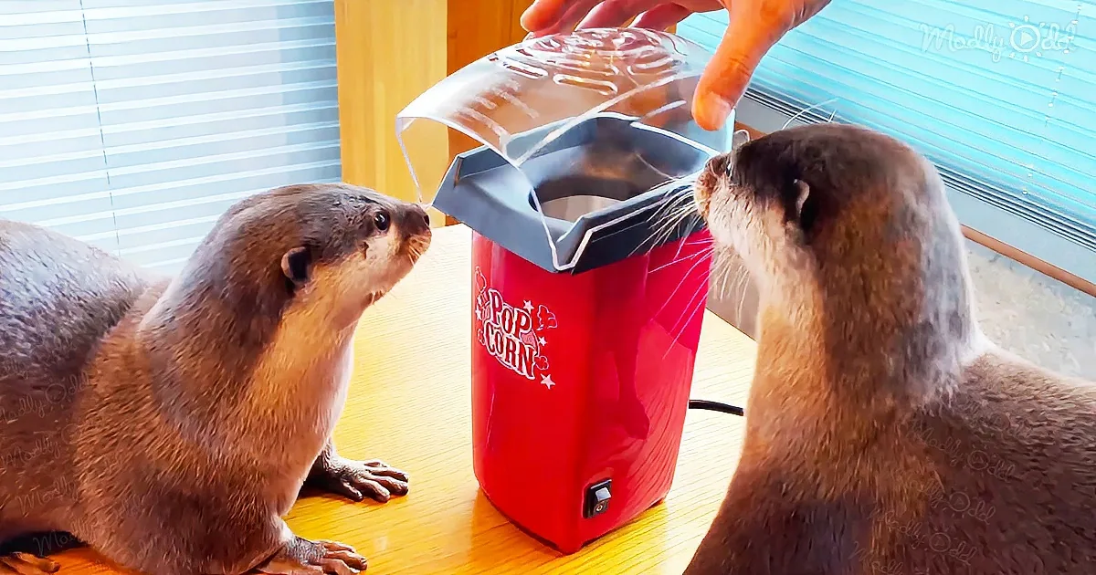 Popcorn maker causes incredible reaction from young otters