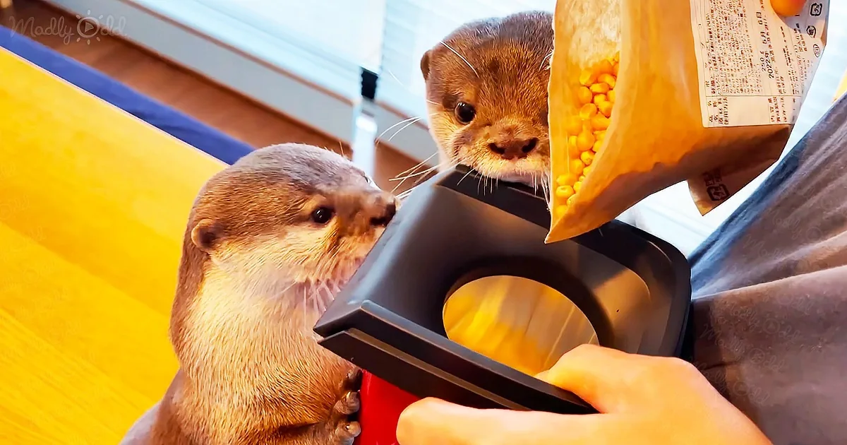 Adorable Otters See a Popcorn Maker for the First Time
