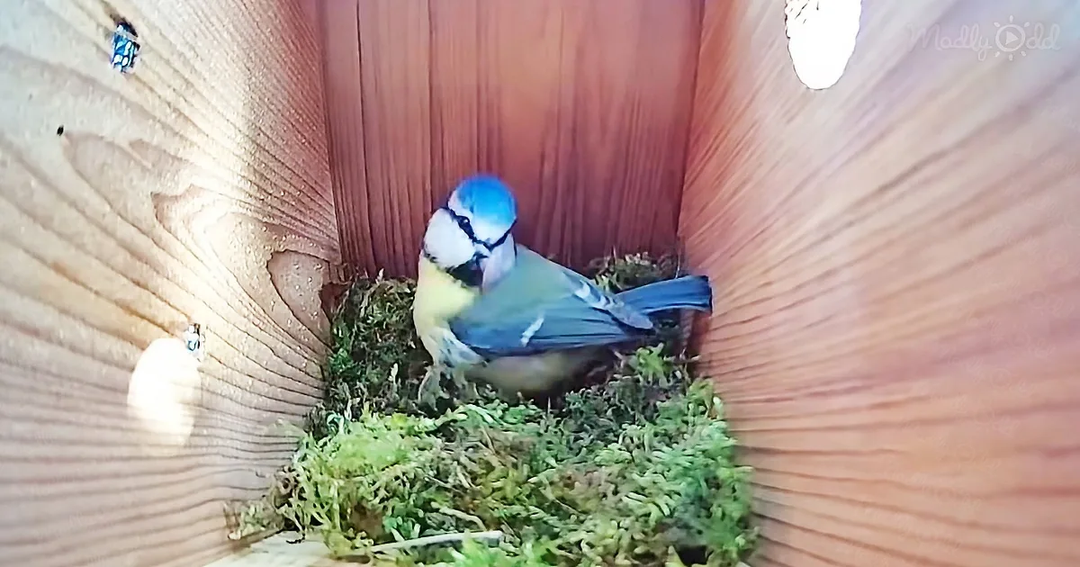 Mother Bird Makes Beautiful Nest for New Offspring