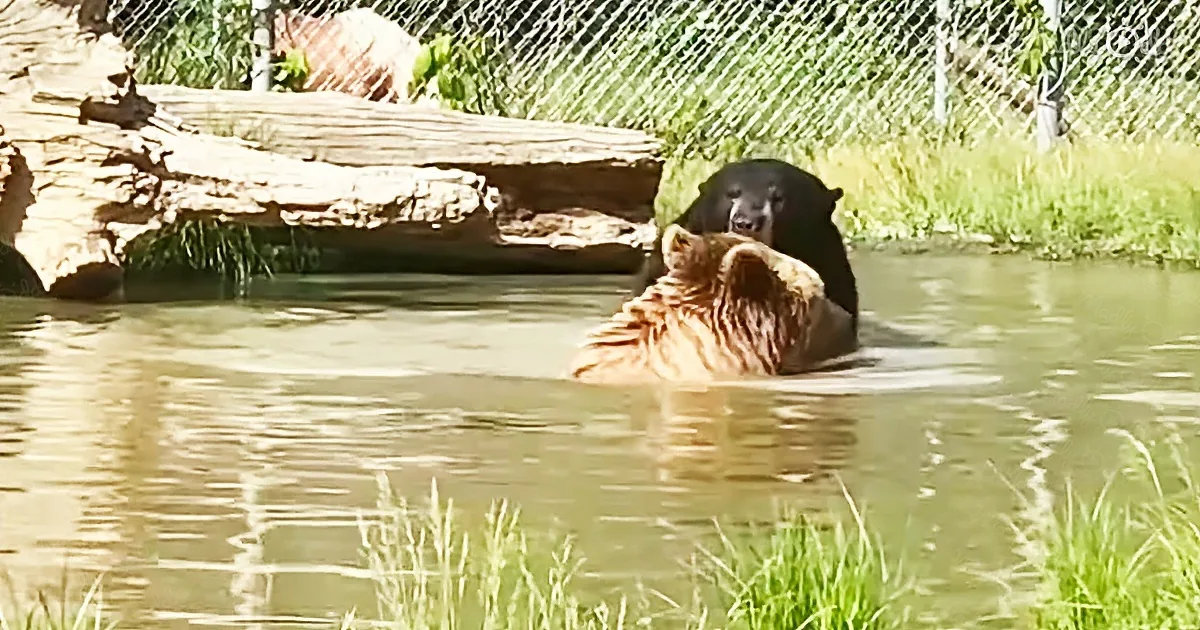 Orphan bears enjoy a lovely swim in cool waters