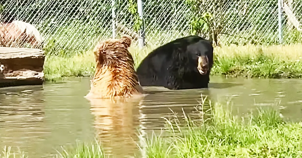 Sweet Bears Relaxing in the Cool Water of the Swimming Hole