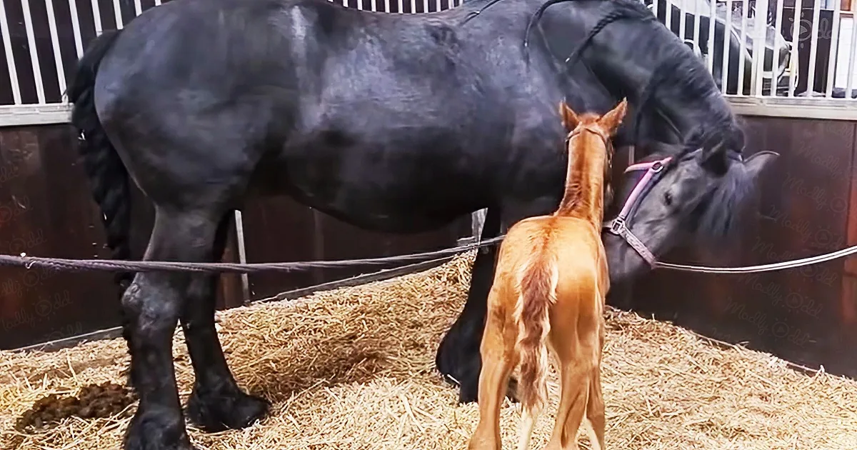 Orphaned foal and new foster mother quickly form an unbreakable bond